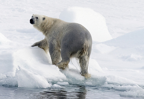 polar bear island photo